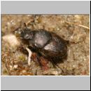 Onthophagus sp - Dungkaefer 01a 6mm Sandgrube.jpg